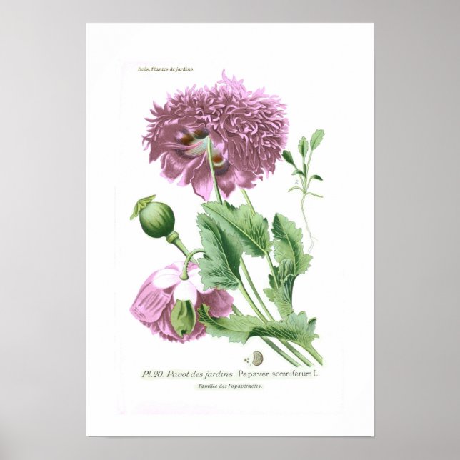 Poster Papaver somniferum (ópio) (Frente)
