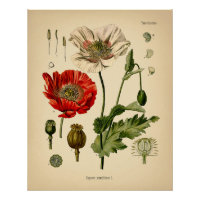 Papaver Somniferum - Poppy