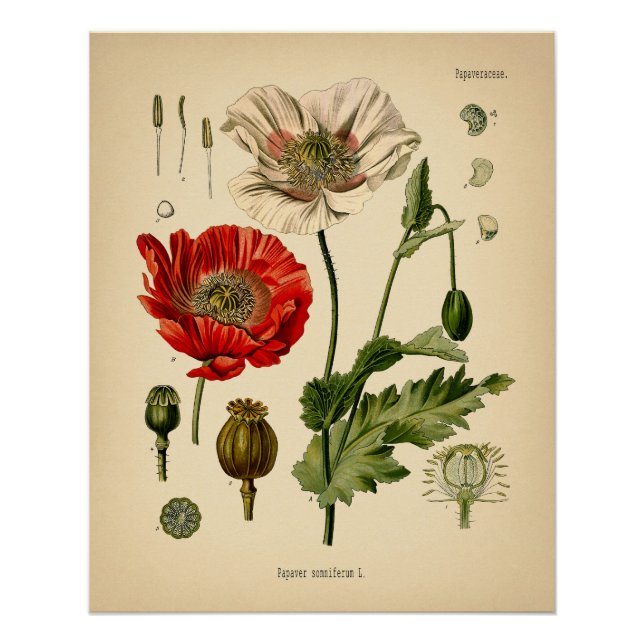 Pôster Papaver Somniferum - Poppy (Frente)