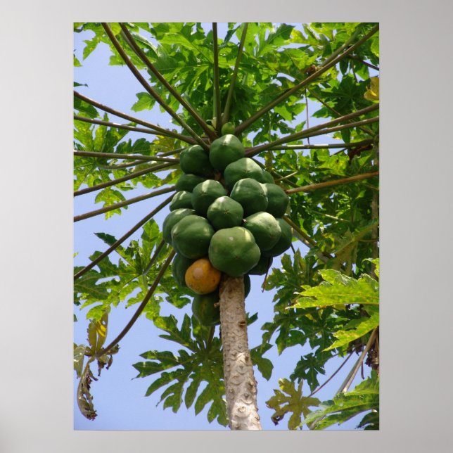Poster Papaya Tree (Frente)