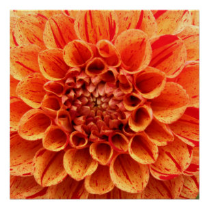 Pôster Papel Poster (Semibrilho) Laranja de 20"x20"