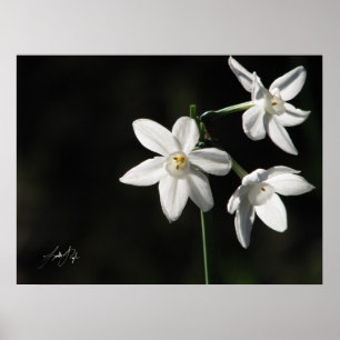 Pôster Paperwhites no preto