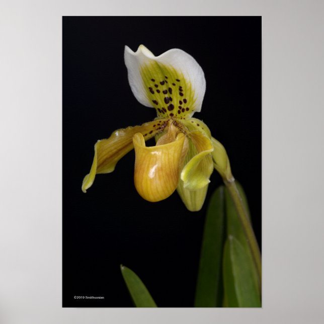 Poster Paphiopedilum Exul (Frente)