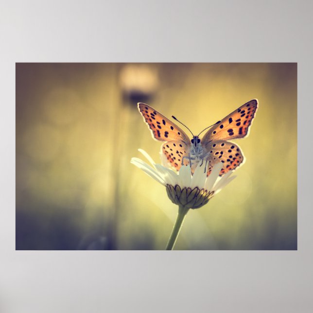 Poster papillon Argus (Frente)