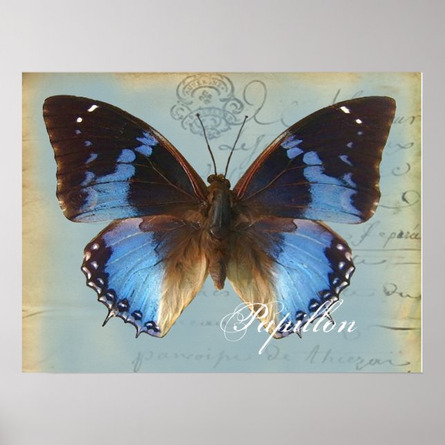 Poster Papillon bleu (Frente)