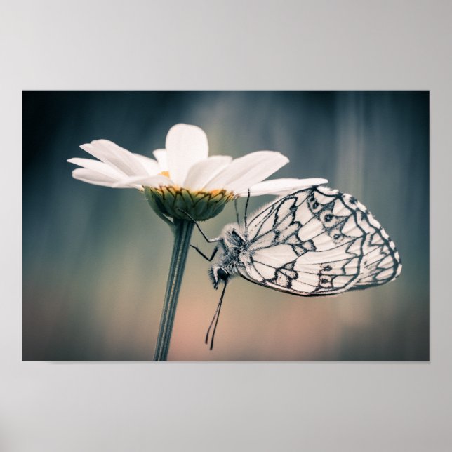 Poster papillon Demi-deuil (Frente)