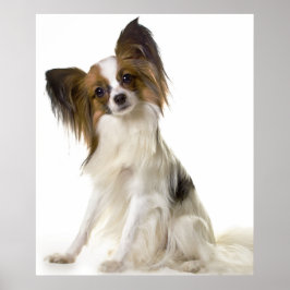 Pôster Papillon dog portrait