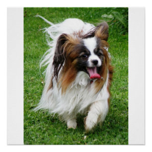 Pôster Papillon_in