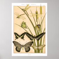 Papillons & Dragonflies por Maurice Verneuil Poste