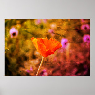 Poster Papoila e parede de chiffon laranja