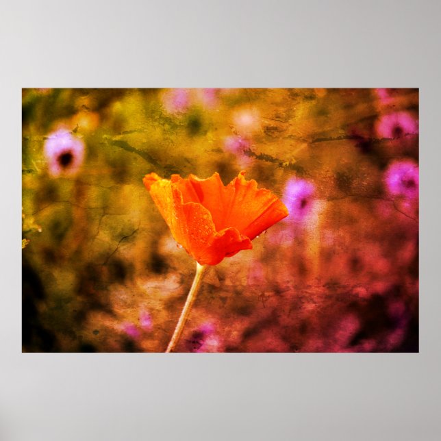 Poster Papoila e parede de chiffon laranja (Frente)