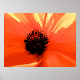 Poster Papoila laranja