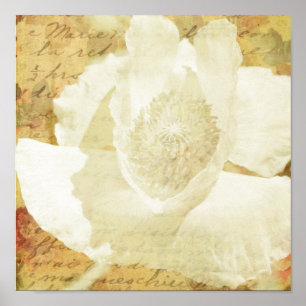 Pôster Papoila Marie