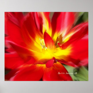 Pôster Papoila no Fogo!