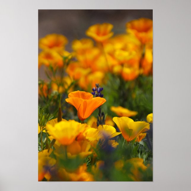 Poster papoila oculta (Frente)