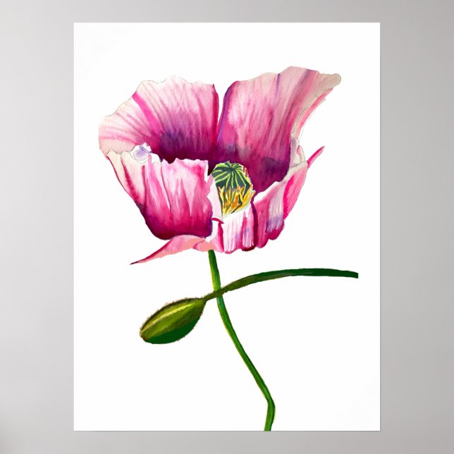 Poster Papoila rosa-d-água flor bonito (Frente)
