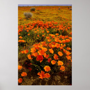 Poster Papoilas de Califórnia douradas