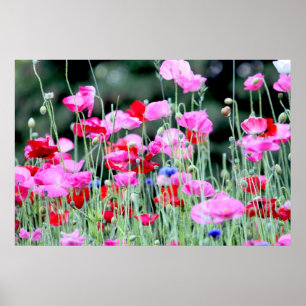 Pôster Papoilas vermelhas e cor-de-rosa