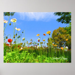 Poster Papoula da Islândia [flor]
