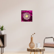 Papoula Oriental Floral Rosa Escuro
