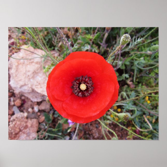 Poster Papoula Selvagem (Frente)