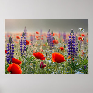 Poster Papoula Selvagem e Prado de Lupino ao Amanhecer