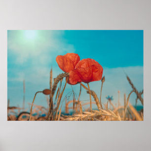 Poster Papoula Vermelha -