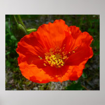 Papoula Vermelha do Alasca Flor Colorida