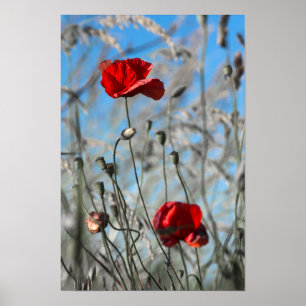 Poster Papoula Vermelha - Flor Skybound