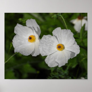 Poster Papoulas Brancas Fotografia Floral Botânica