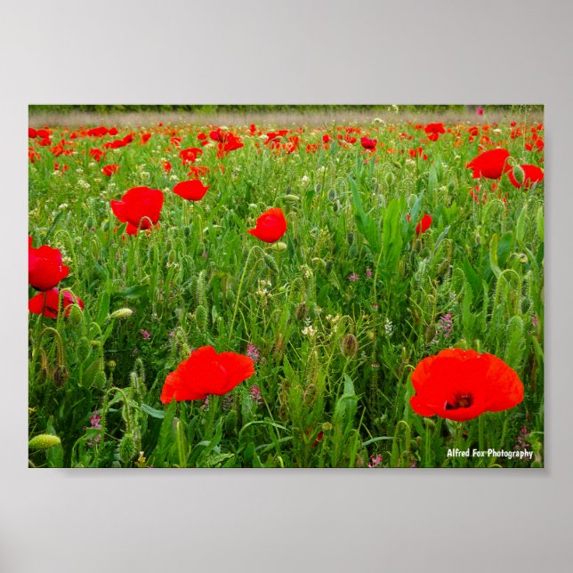 Poster Papoulas e Flores Silvestres (Frente)