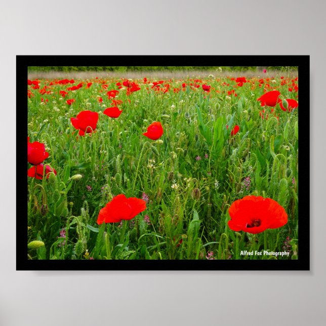 Poster Papoulas e Flores Silvestres (Frente)