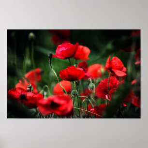 Poster Papoulas Vermelhas na Fotografia da Naturez