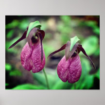 Par 2 da flor de orquídea rosada rosa selvagem
