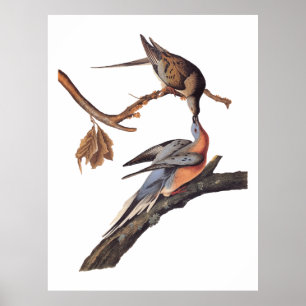 Poster Par Audubon de Pigões de Passageiros Beijantes
