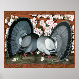 Pôster Par Correspondente de Pombos de Fantail