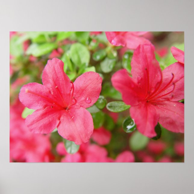 Pôster Par da ventoinha (Frente)