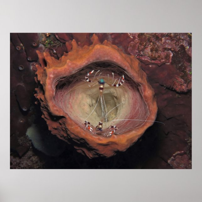 Poster Par de Camarão em uma Esponja (Frente)