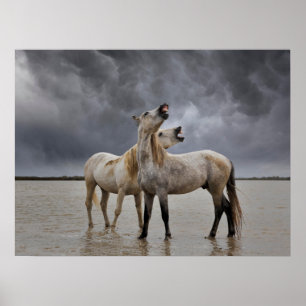 Poster Par de Camargue Horse Stallions, sul da França