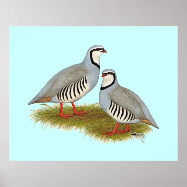 Poster Par de Chukar Partridge (Frente)