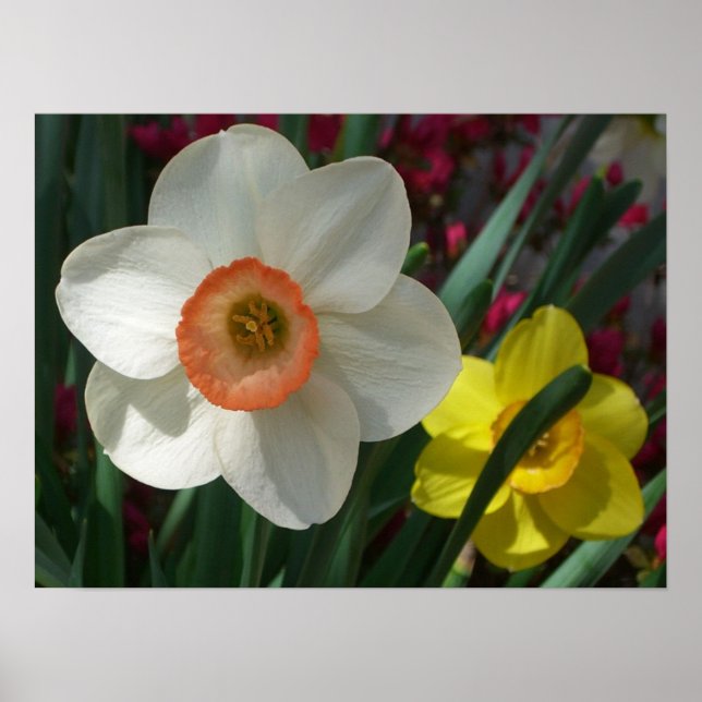 Poster Par de Daffodils Flores Rosa e Amarelo (Frente)