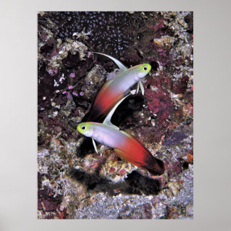 Poster Par de Dartfish Fogo