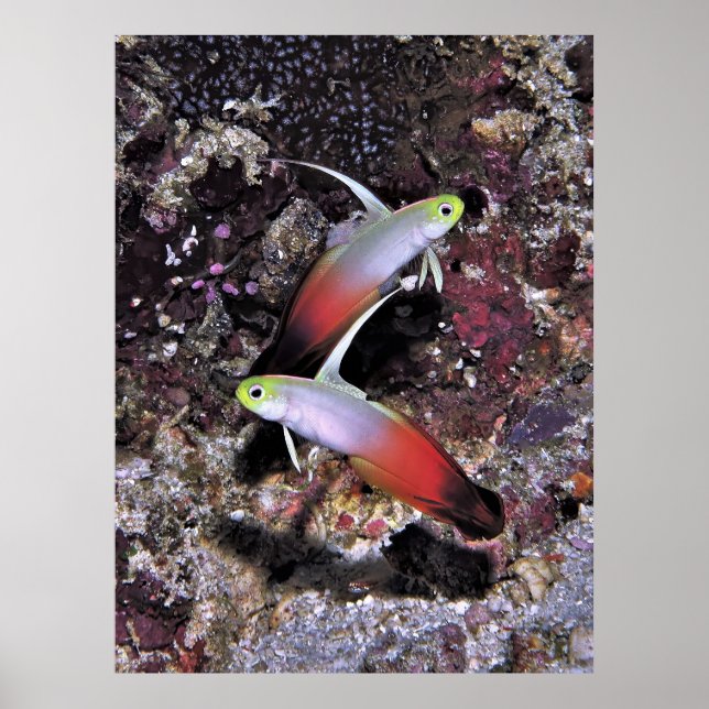 Poster Par de Dartfish Fogo (Frente)