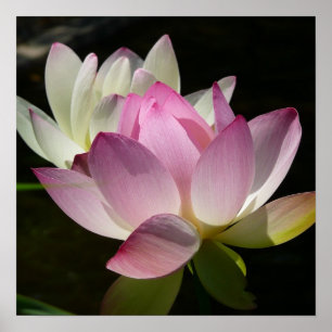 Poster Par de Flores de Lotus II