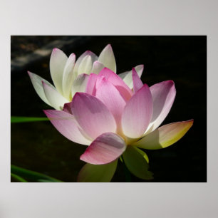 Pôster Par de Flores de Lotus II