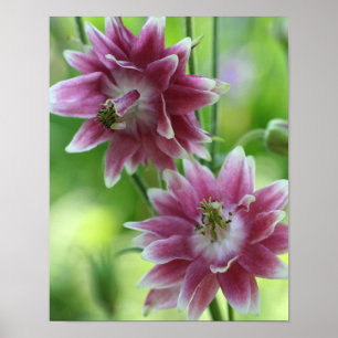 Poster Par de Flores Vermelhas e Brancas