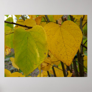 Pôster Par de Folhas de Redbud de Outono Fotografia de Ou
