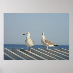 Poster Par de gaivotas
