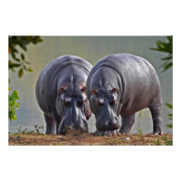 Par de Hippos