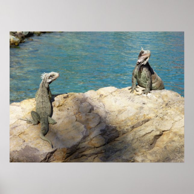 Pôster Par de Iguanas Fotografia da Vida Selvagem Tropica (Frente)